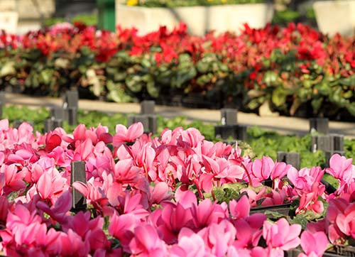 Karşıyaka parklarına 300 bin çiçek 