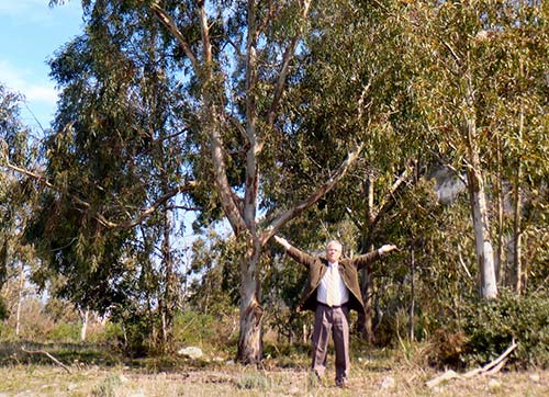 Ağaca evet, okaliptüse hayır !...