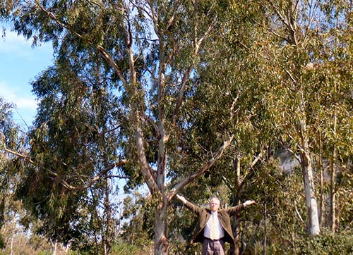 İzmir Kuşcennetini okaliptüs belasından kurtarın!