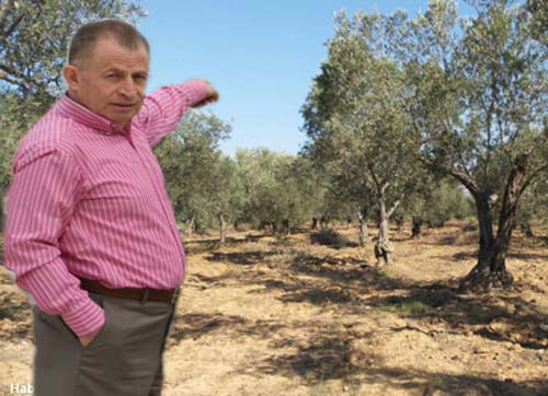 Zeytinlikleri imara açmak cinayettir