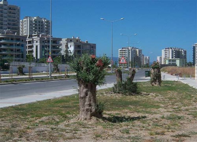 O ağaçlar kesilmedi, taşındı!