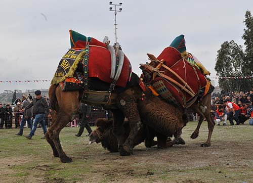 Çiğli Deve Güreşleri ile şenleniyor