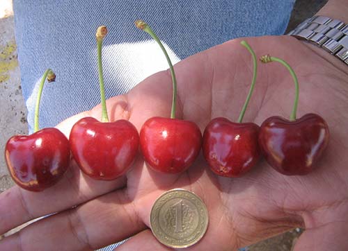 Salihli Kirazına HES tehdidi