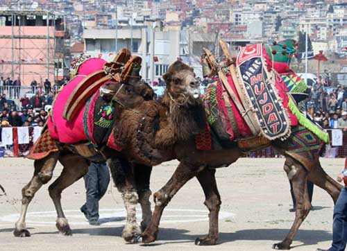 Bayraklıda coşkulu deve güreşi festivali