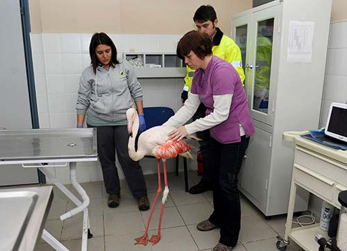 Flamingo operasyonu