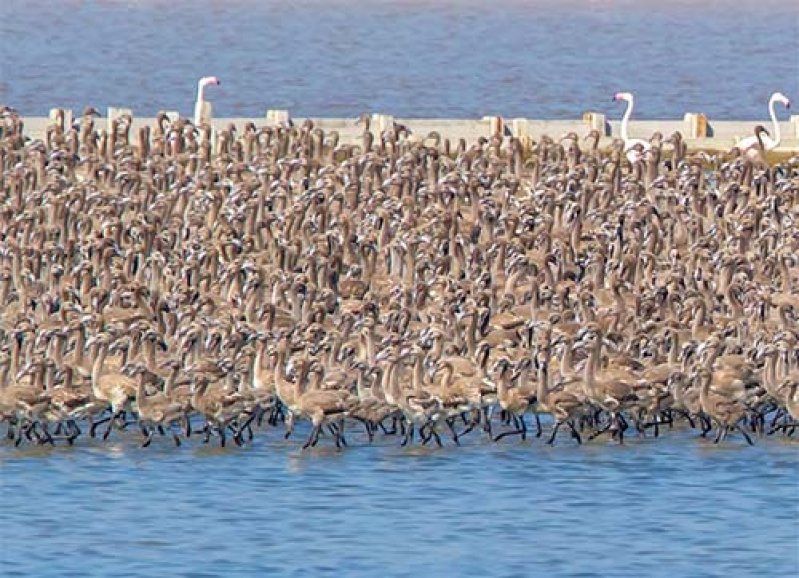 Flamingolardan sonra pelikanlar için de ada