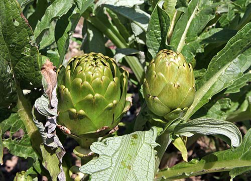 2 Liraya sınırsız şifa