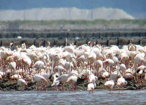 Flamingolar rekora doymuyor