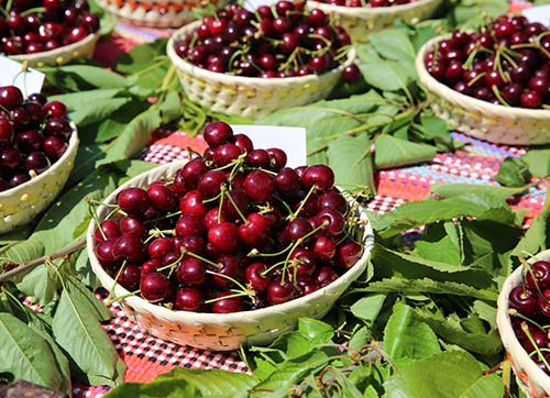 Belenbaşının kirazları görücüye çıktı