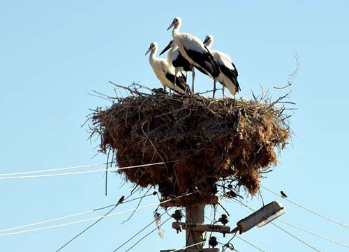 SAĞLIKLI BİR ÇEVRENİN SİMGESİ OLAN LEYLEKLER ALİAĞA'DA