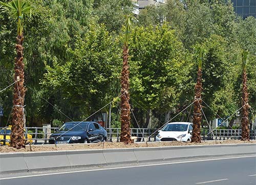 Ankara Caddesine 250 palmiye