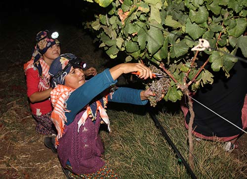 URLANIN BAĞLARINDA GECE HASATI YAPILDI