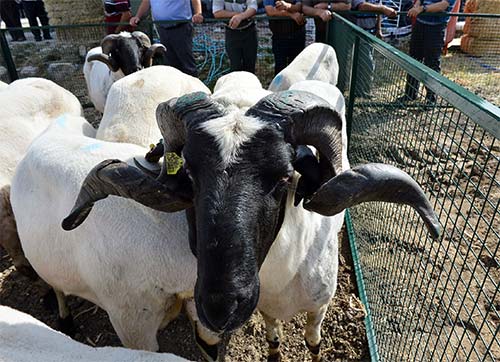 Büyükşehir Kurbana hazır