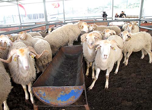 Karşıyaka Kurban Bayramına hazır