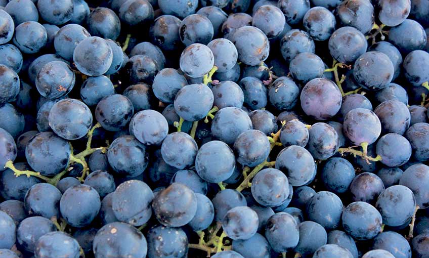 Saklı Cennet Kavacık’ta son hasat