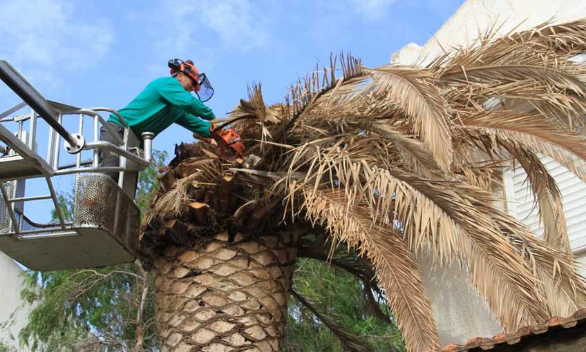 Kırmızı palmiye böceğine karşı hummalı çalışma