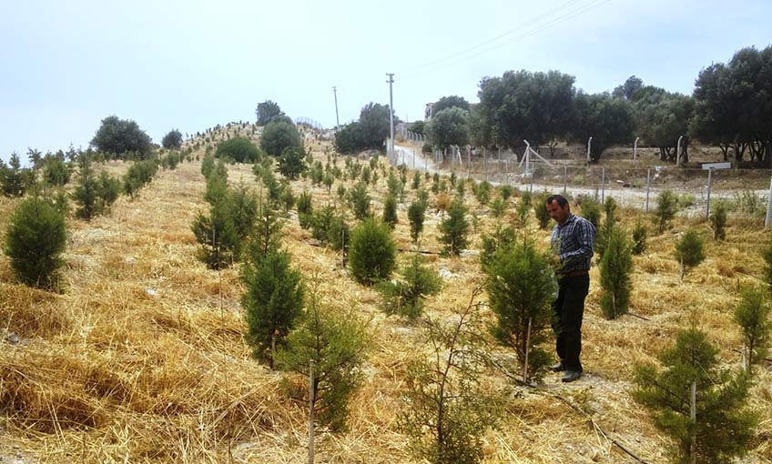 İzmir Çeşme Otoyolu daha da yeşil olacak…