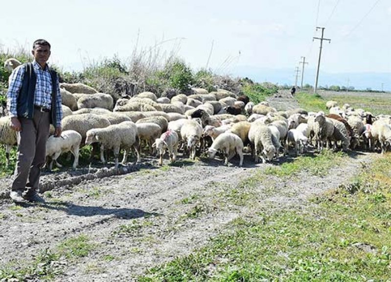 Sürü büyüyor, umutlar artıyor