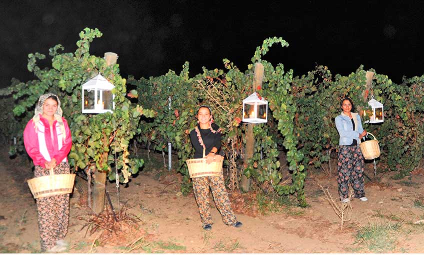 Ayışığında bağ bozumuna davet