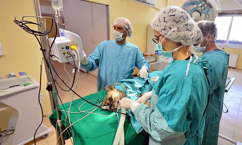 Sokak hayvanları güvenli ellerde