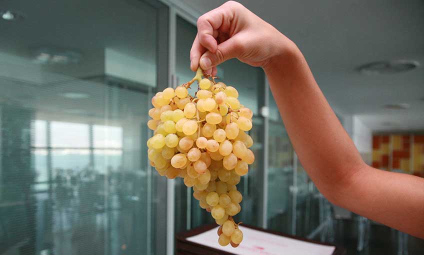 Sultani yaş üzüm ihracat yolcusu