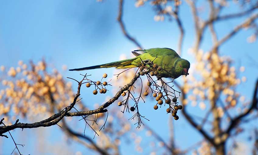 Yeşil Papağanlar Mevsimleri Aşka Çağırıyor…!