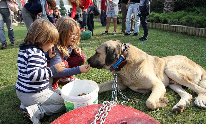 Karşıyaka’da ‘Köpek Irkları’ Yarışacak