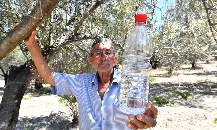 Sinek tuzağa takıldı, 82 bin zeytin ağacı kurtuldu