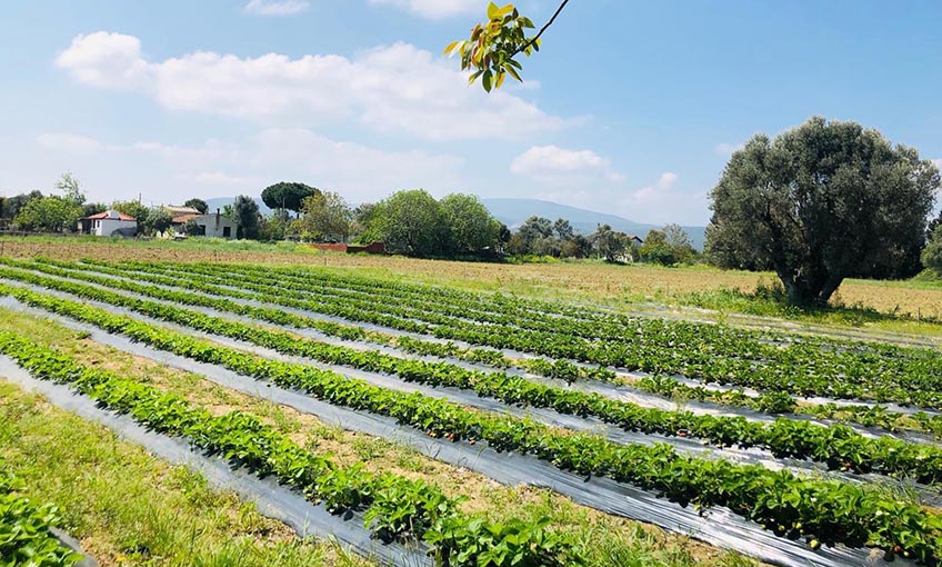 Urla’yı çilek kokusu sardı