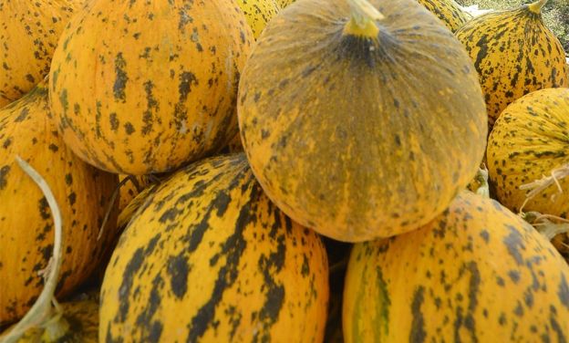 Çeşme kavunu tescilleniyor