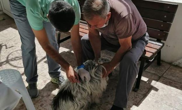 Urla' da kedi ve köpeklere kuduz aşısı