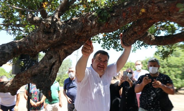 Çeşme’den Sakız Damlıyor