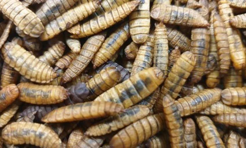 Balık yetiştiriciliğine yeni besin kaynağı