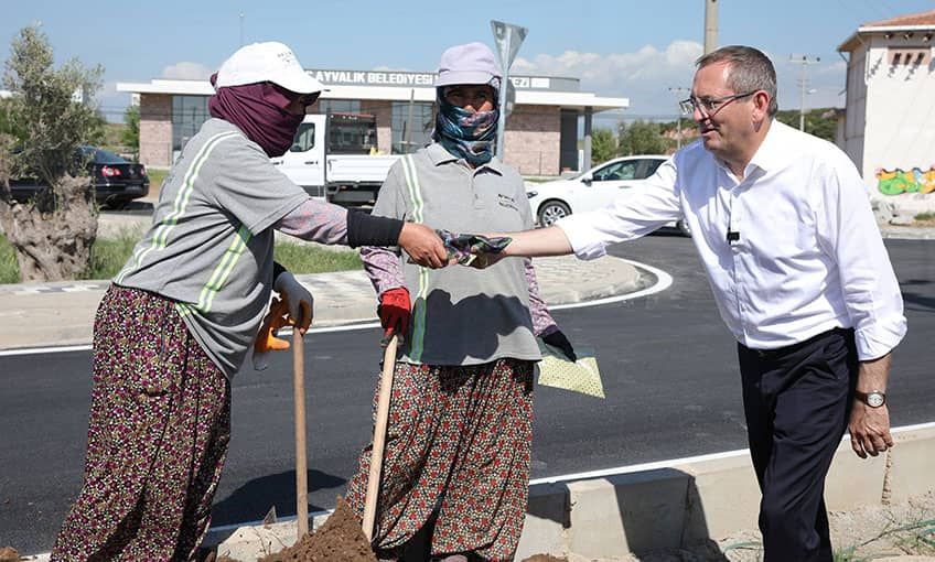 Çam sakızı, çoban armağanı