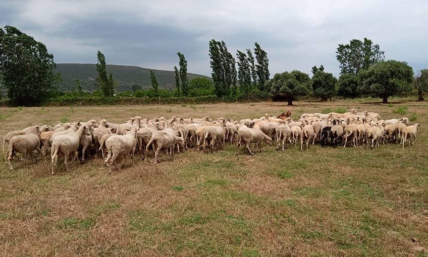 Gökçeada'nın kurbanlıkları bayrama hazır