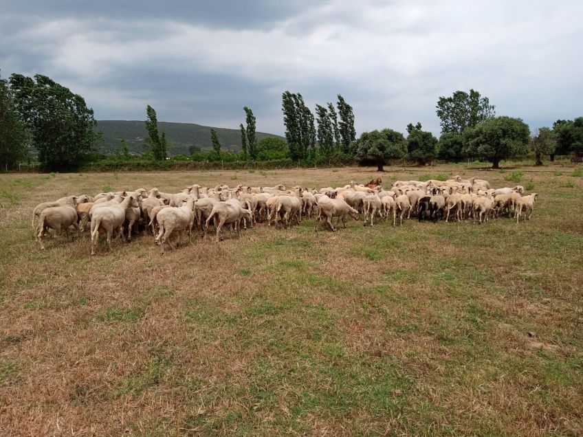 Doğadan beslenen kurbanlıklar