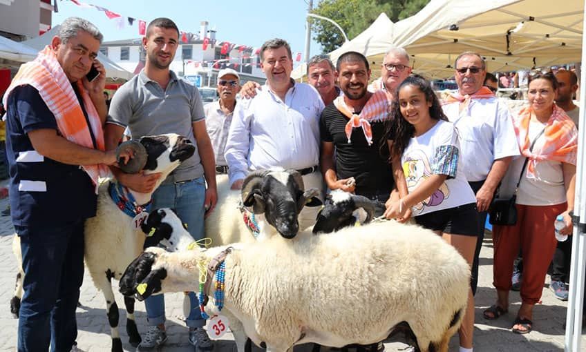 6. Ovacık Tarım ve Sakız Koyunu Festivali başlıyor!