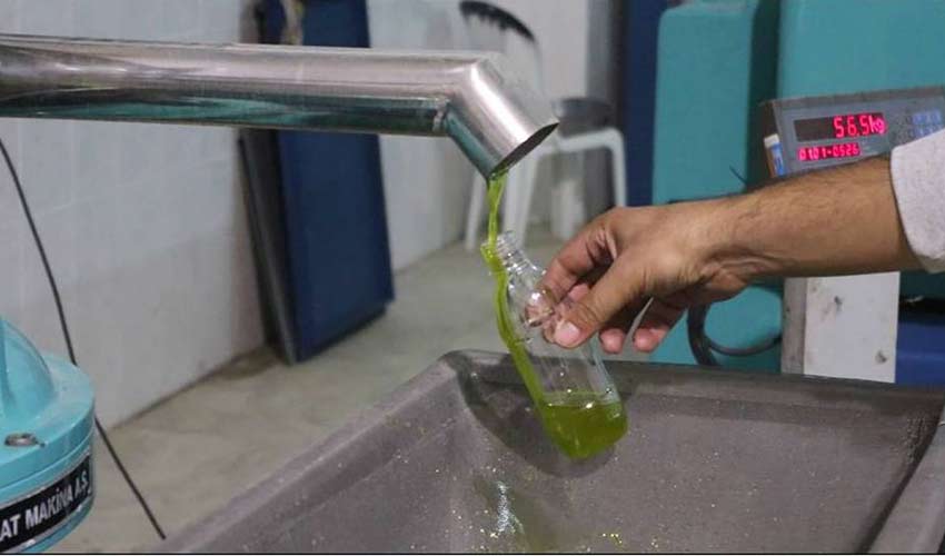 Erken hasat zeytin sıkım başladı