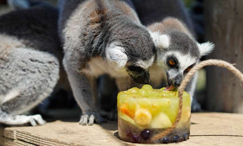 Doğal Yaşam Parkı’nda iştah açan buzlu menü