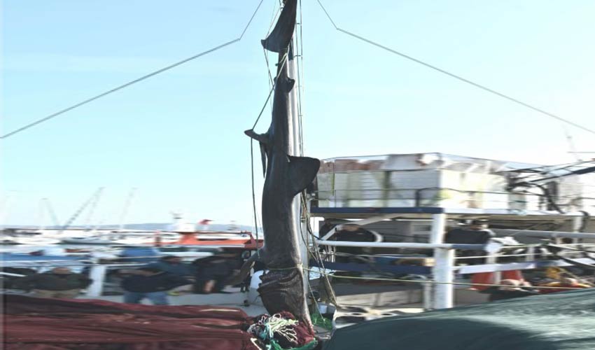 2 Tonluk Köpekbalığı İKÇÜ’de