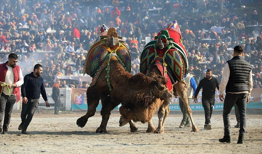 Deve Güreşleri Festivali coşkulu geçti