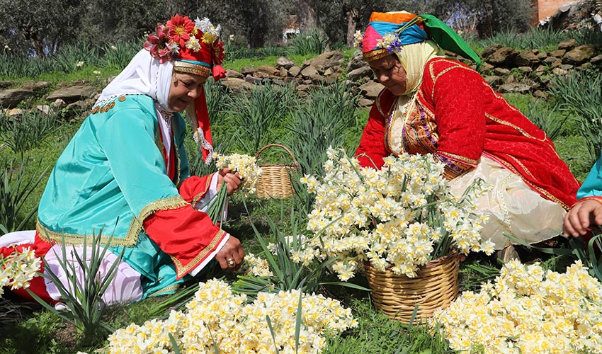 Bayındır-Turan Mahallesi Nergis ve Kuru Çiçek Festivali 2. Yılında