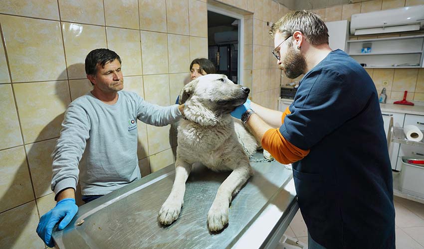 Depremzede köpek İzmir’de yaşayacak
