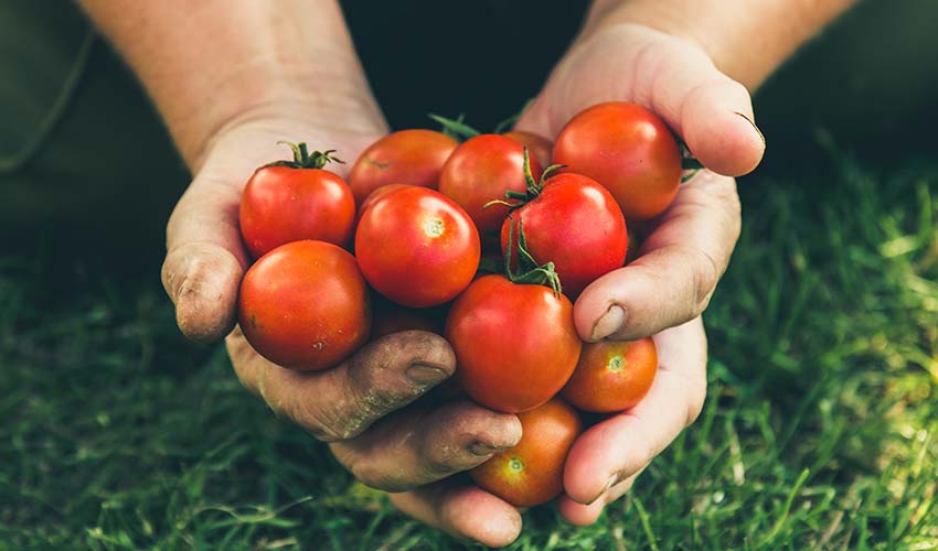 İhracat yasağı kararı Türkiye’yi domates ithalatçısı yapar