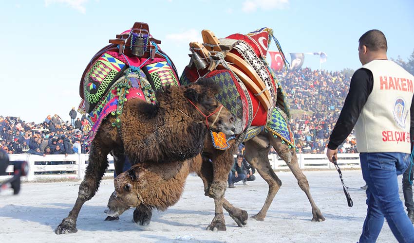 Geleneksel deve güreşleri festivali 21 ocak’ta