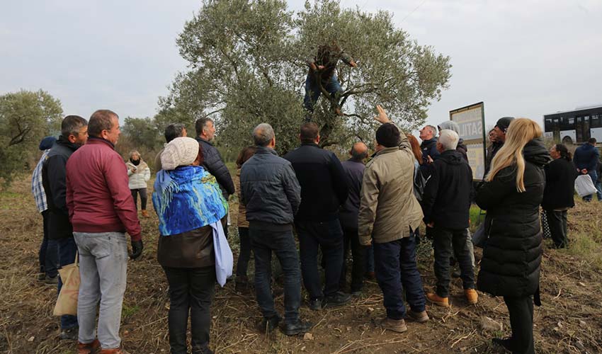 Zeytin budama eğitimine çiftçilerden büyük ilgi