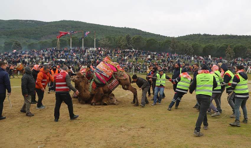 Bölgenin en büyük deve güreşi festivali 4 Şubat’ta Torbalı’da Gelen Kutusu