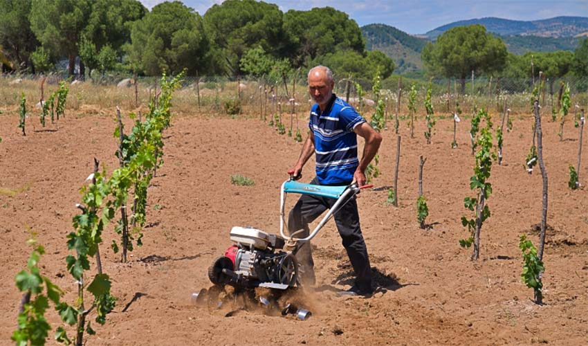 Kozak üzümleri küllerinden doğuyor