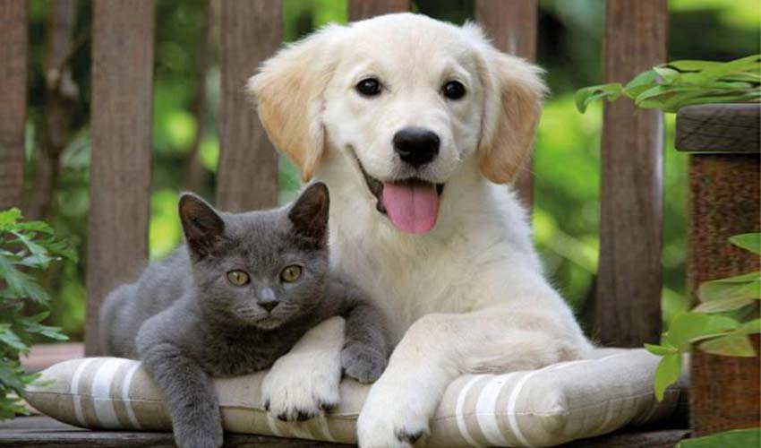 Torbalı'da pati festivali