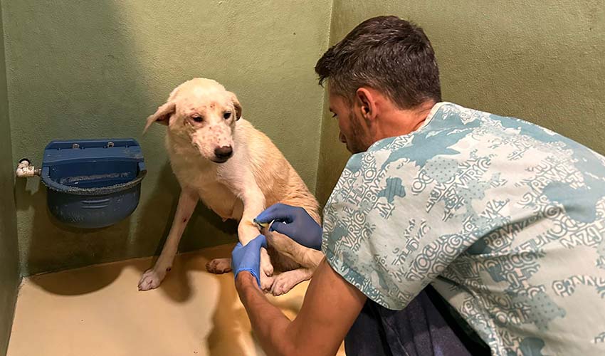 Buca, yangının ortasında kalan canlara kucak açtı